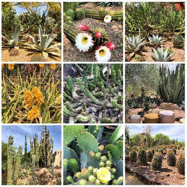 various cacti plants in bloom in tempe