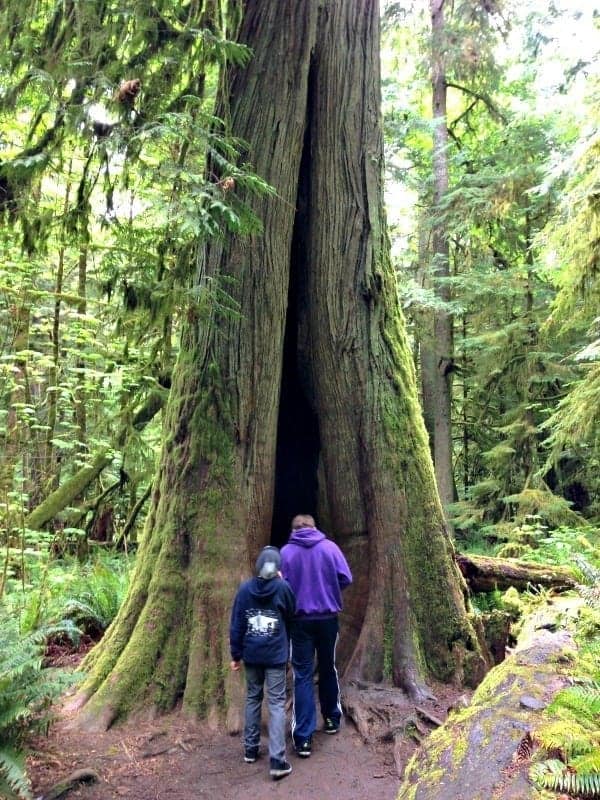 boys exploring tree in cathedral grove