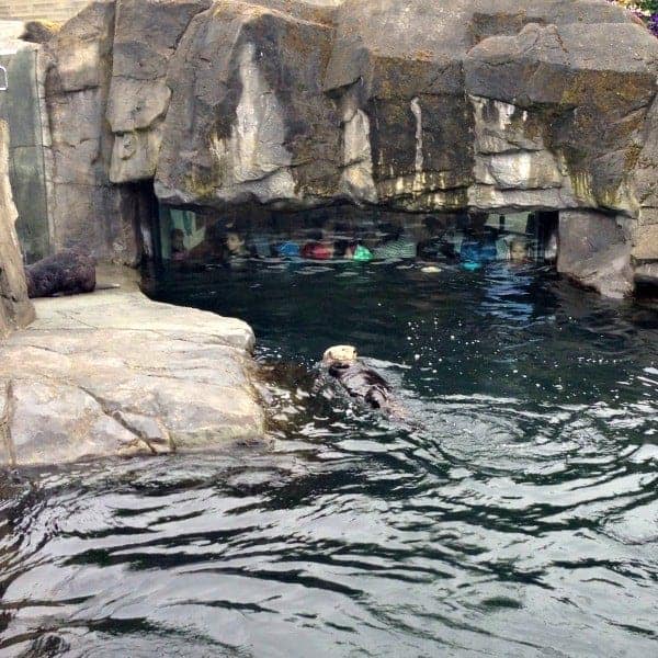 Who doesn't love a playful Vancouver Aquarium otter at feeding time? | thetravellingmom.ca