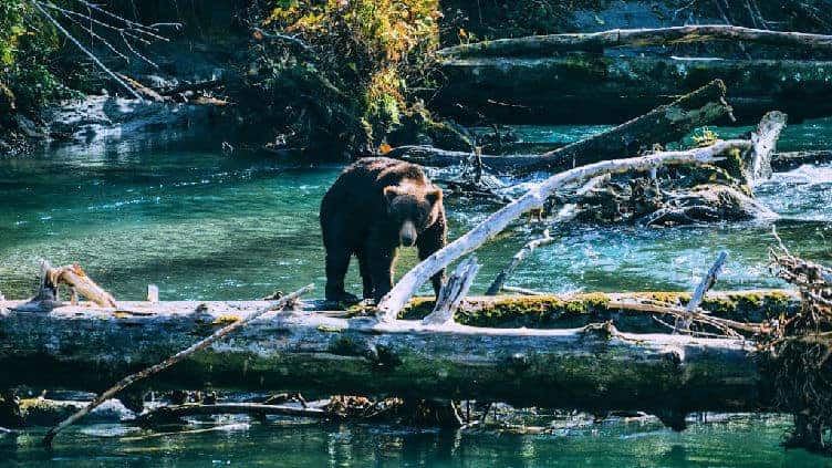 grizzly bear looking for salmon in tobacco inlet bc