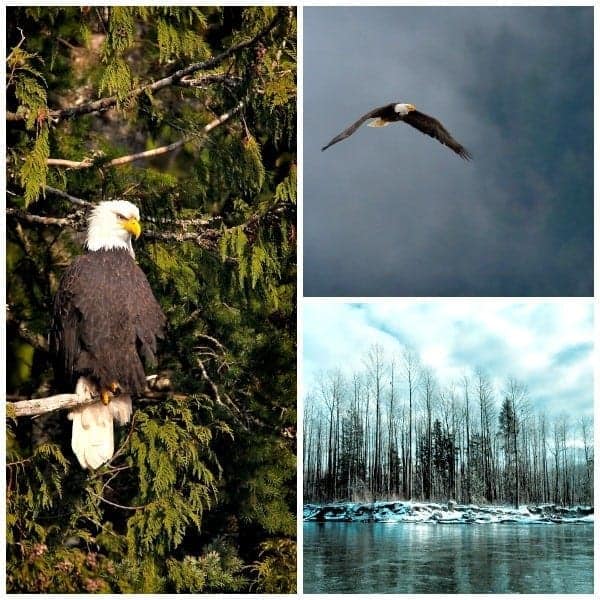 Surrounded by raptors at the World Eagle Capital. An Eagle Float Tour by Sunwolf Lodge in Brackendale north of Squamish is the perfect adventure for bird-loving travellers. | thetravellingmom.ca