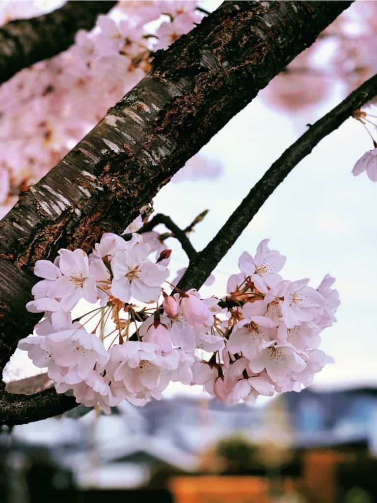 pink cherry blossoms on tree