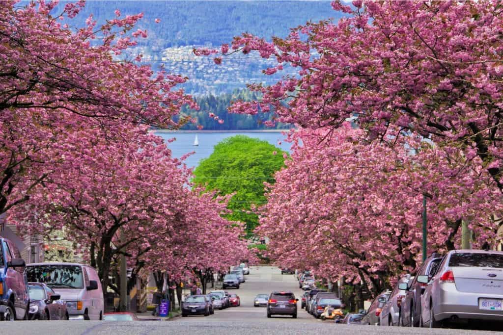 vancouver street lined with cherry blossoms
