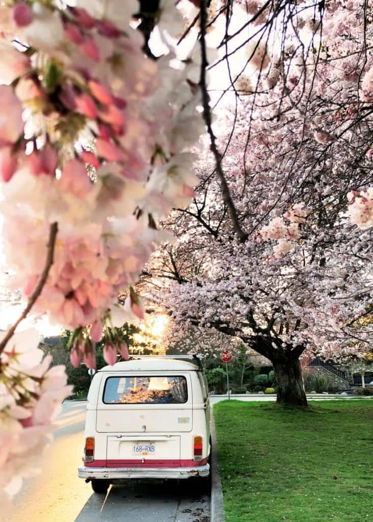 white van parked under cherry blossom trees vancouver