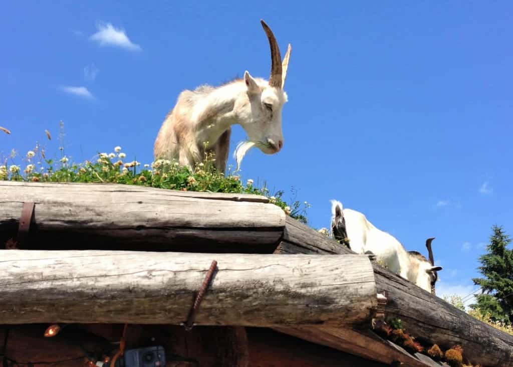 goats on a roof in coombs