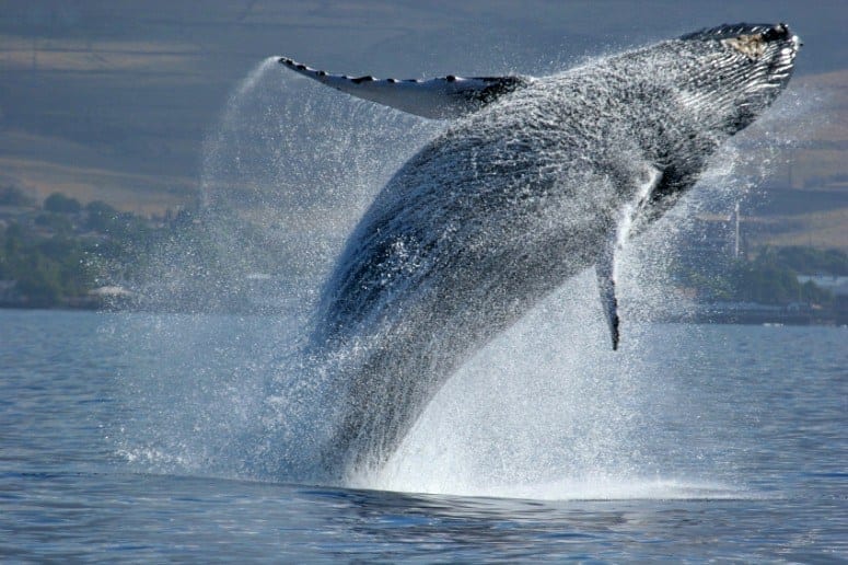 Humpback Whale breaching off Maui Coast (Credit: iStock)