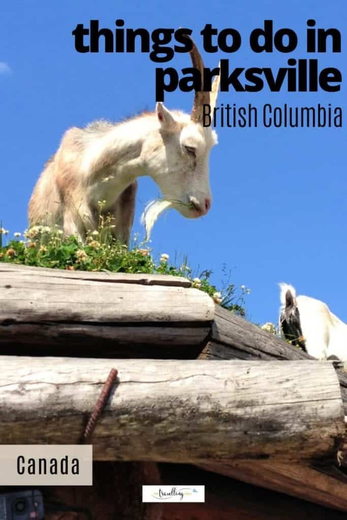 goats on a roof in coombs near parksville