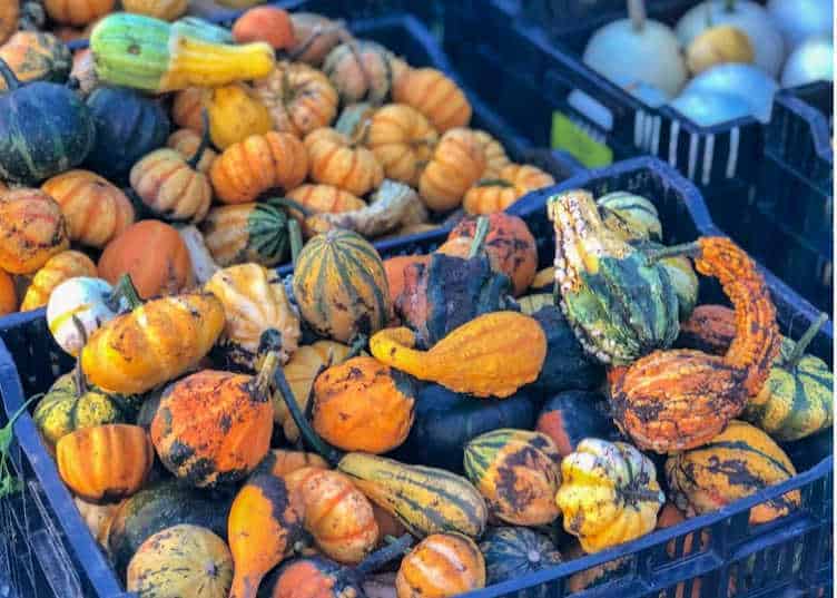 fall gourds in surrey