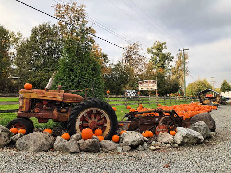tractor and pumpkins at rondriso farm surrey