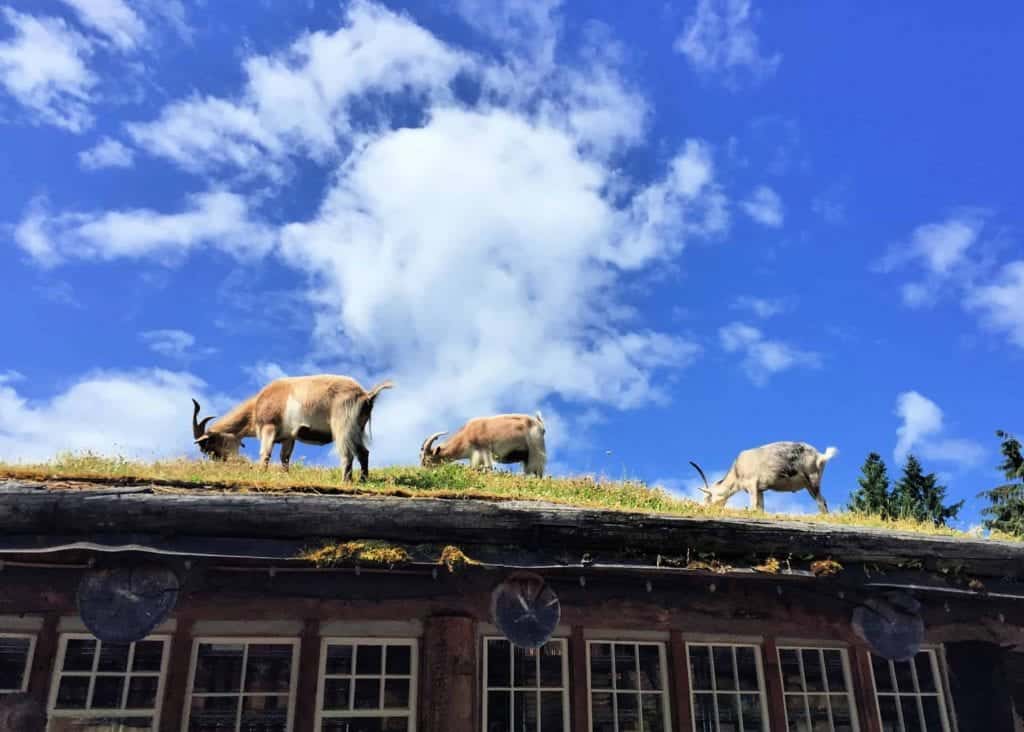 three goats eating grass on roof in coombs near parksville
