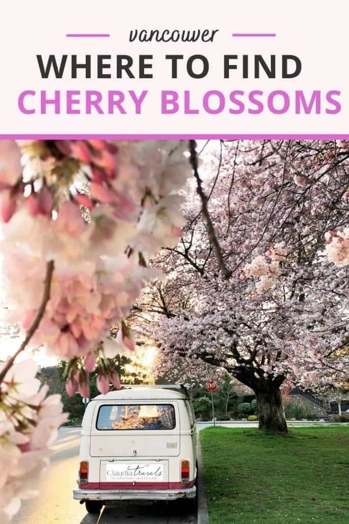 van with cherry blossoms pin